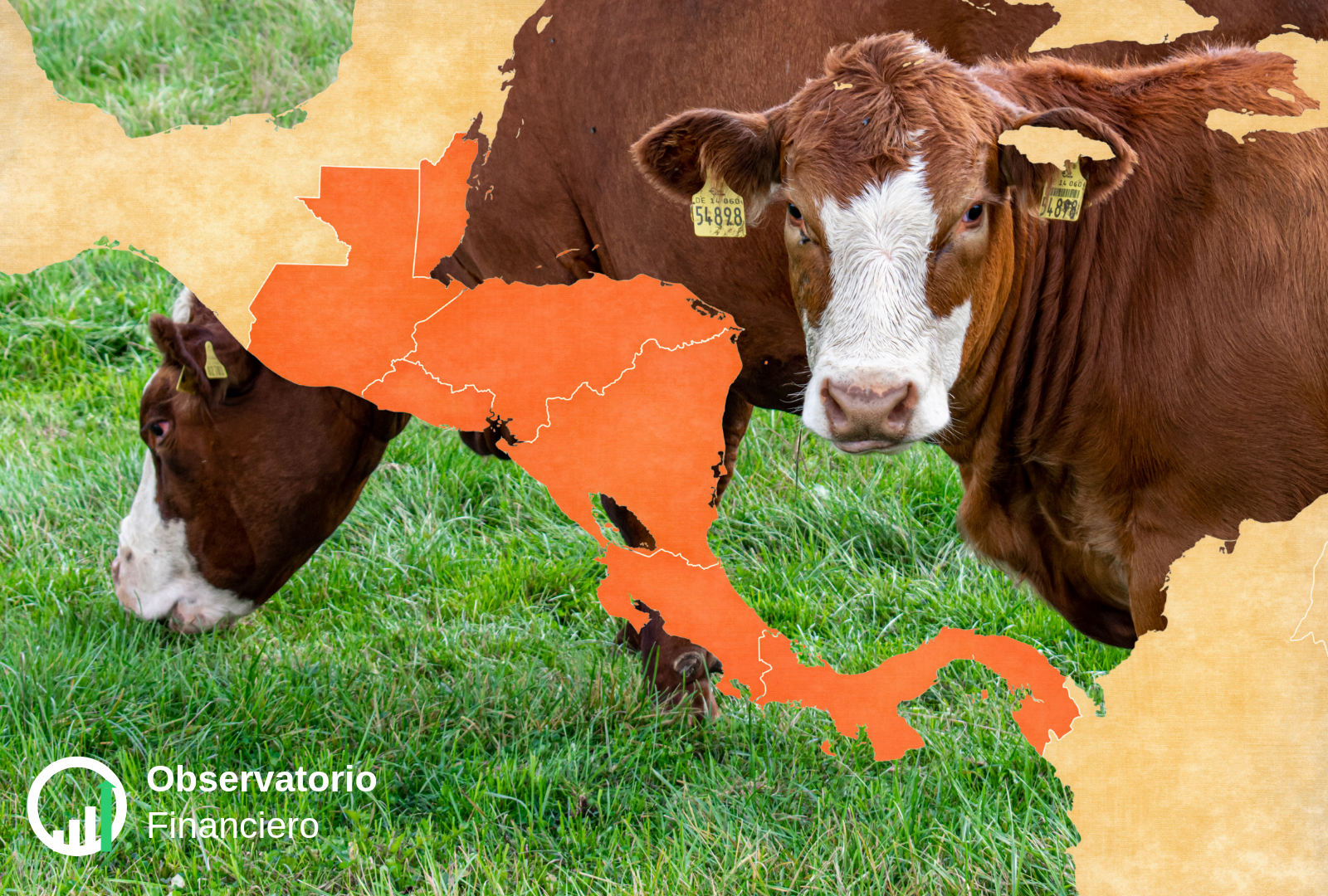 Ganaderos mexicanos alertan por riesgo sanitario en la frontera sur.