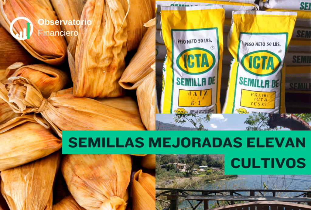 Semillas mejoradas del ICTA elevan rendimientos del&nbsp;maíz