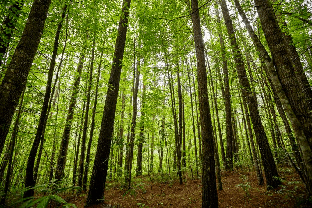 Vista del interior de un bosque con altos árboles verdes y un ambiente natural y tranquilo.